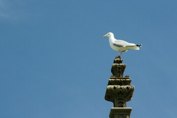Seagull on statue against blue sky
