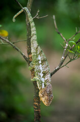 Cameleon d'Oustalet, male, Fucifer oustaleti, Madagascar