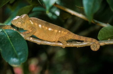 Cameleon panthère, femelle, Fucifer pardalis, Madagascar