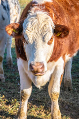 portrait of an english cow looking to the camera in the farm 