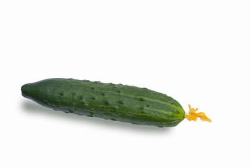 A green cucumber with a yellow flower, isolated on a white background. Natural products.