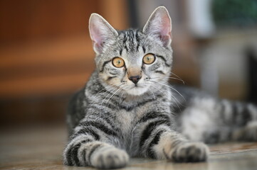 Fototapeta premium Heimtier, Hauskatze, süß