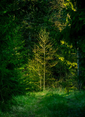 A beautiful forest landscape in the late spring. Woodlands during the sunrise in sprintime in Northern Europe.