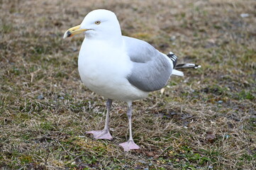 Seagull on the grass in spring. Seagull is a specific marine bird.