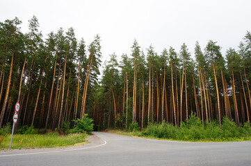 Asphalt road entering pine forest