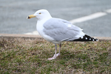 Seagull on the grass near the road. Seagull is a specific marine bird.