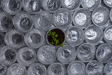 A Small Plant In The Center Of The Picture As A Symbol Of Loneliness In A Row Of A Large Number Of Aluminum Muffin Molds, Which Are Laid Out In Rows In A Continuous Background.  A View From Above.