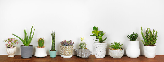 Group of assorted unique potted houseplants in a row. Side view on wood shelf against a white wall.
