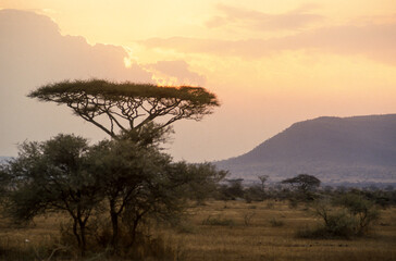 Fototapeta na wymiar Parc national, Lac Manyara, Tanzanie