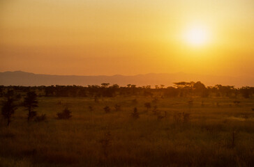 coucher de soleil, Parc national, Lac Manyara, Tanzanie