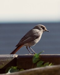 Vogel