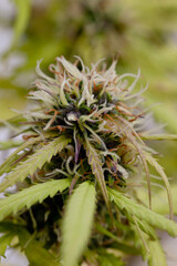 Planta de cannabis medicinal en flora