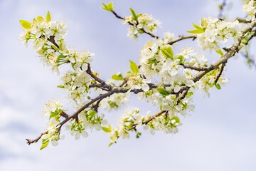 Detailaufnahme Kirschblüten  im Frühling vor blauem Himmel