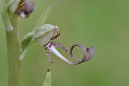 orchis bouc