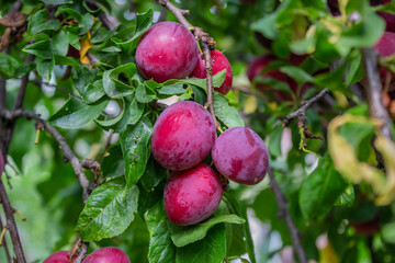 Ripe plums on a fruit tree in an organic garden. Plum is a fruit of the Prunus.