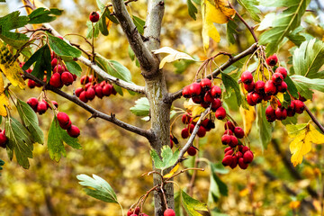 Branch with mature hawthorn in autumn