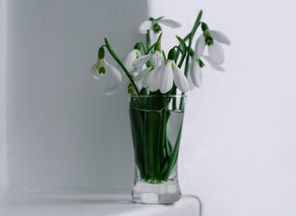 Beautiful white Snowdrops or Galanthus flowers bouquet in glass vase close-up light background. Floral wallpaper. Blooming drops of dew plants with shadow on window. Spring greeting card. Mothers day