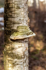 Tinder fungus on a birch. Birch tinder fungus on a tree trunk. The fungus is a parasite. Close-up. High quality photo