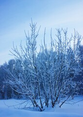 Christmas. Winter forest. 
dawn in the forest