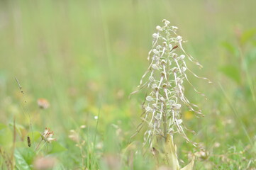 orchis bouc