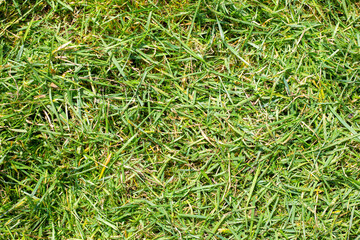 Natural background of young freshly cut green grass. Maintaining your front lawn