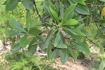 Ka Thinthepa leaves background