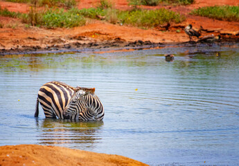 Grevy's zebra standing in the water in a lake. Bathe, cool and drink. It is a wildlife photo in Africa, Kenya, Tsavo East National park.