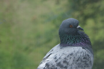 Bird. dove.
