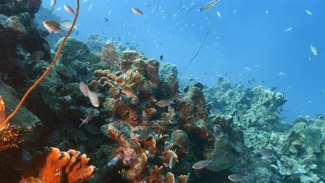 School of Chromis in coral reef of Caribbean Sea, Curacao