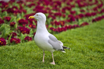 Beautiful closeup view of common white seagull (Laridae) walking on the lawn beside dark red flowers in Stephens Green Green Park, Dublin, Ireland. Soft and selective focus. Coastal city gull problem