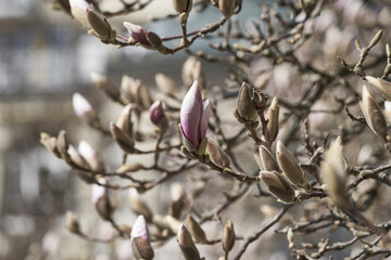 Frühling