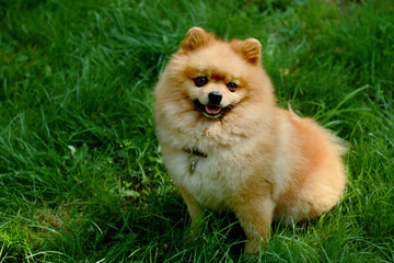 pomeranian puppy on grass