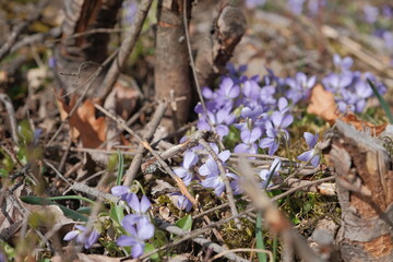 Birdsfoot violet near bush branches