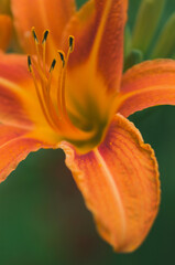 Fototapeta premium Hemerocallis fulva petals macro with blurred background