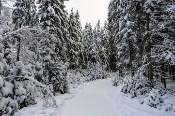 beautiful winter forest. beautiful snowy tree branches