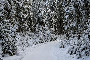 Fototapeta na wymiar beautiful winter forest. beautiful snowy tree branches