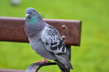 Beautiful closeup view of common city feral pigeon (Columbidae) sleeping and sitting on the bench in Stephens Green Green Park, Dublin, Ireland. Soft and selective focus. Blurry green background