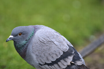 Beautiful closeup view of common city feral pigeon (Columbidae) head sitting the lawn metal edging in Stephens Green Green Park, Dublin, Ireland. Soft and selective focus. Blurry background focus