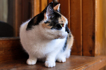 Fototapeta na wymiar adorable tricolor cat on wooden balcony