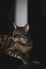 Bengal cat male