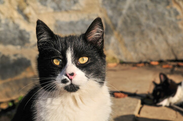 black and white cat