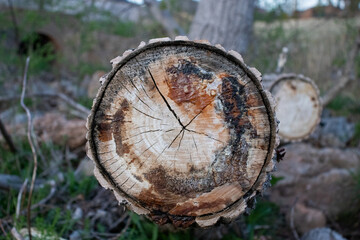 cut tree stump