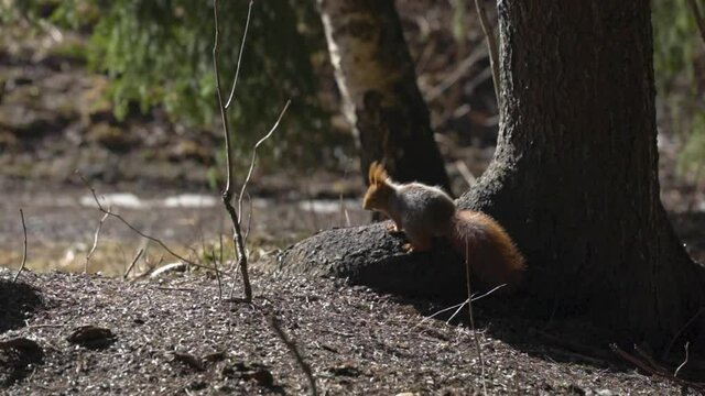 Squirrel running and searching for food, slow motion