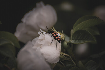 Longhorn beetle on a white rose