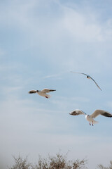 Beautiful large white seagulls fly, soar in the blue sky against the background of clouds and trees in spring, summer.