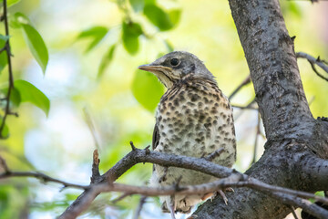 A fieldfare chick, Turdus pilaris, has left the nest and is sitting on a branch. A chick of fieldfare sitting and waiting for a parent on a branch.