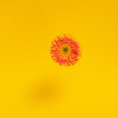 fresh orange yellow gerber daisy flower on yellow sunny bright illuminating background. minimal...
