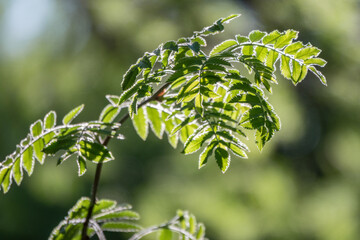 Obraz premium Green bushes with young leaves in the sunset