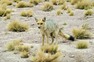 Andean fox in Atacama desert (Lycalopex culpaeus, zorro culpeo), close to Laguna Miñiques, San Pedro de Atacama, Chile 
This fox, is a South American species well adapted to desert conditions.