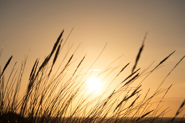 Silhouette of dune grass with golden sun